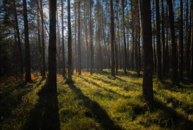 Apartament Pod Lasem Tenczynek Buitenkant foto